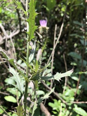 Cirsium altissimum