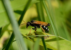 Parabatozonus lacerticida