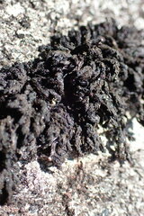 Andreaea
