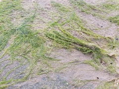 Ulva