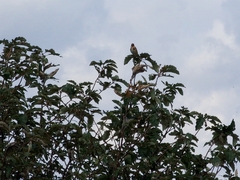 Carduelis carduelis britannica