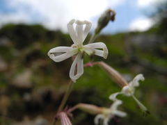 Silene nutans nutans