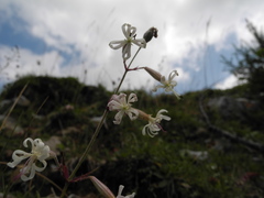 Silene nutans nutans