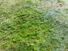 Ulva