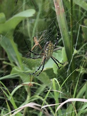 Argiope trifasciata