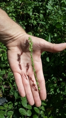 Diarrhena obovata