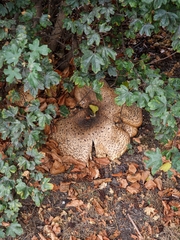 Cerioporus squamosus