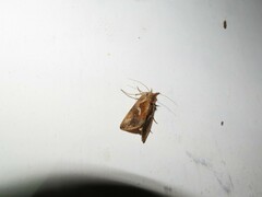 Macdunnoughia confusa