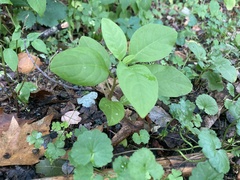 Phytolacca americana