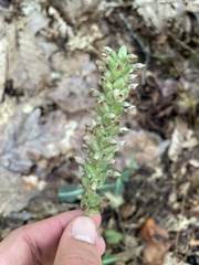 Goodyera pubescens