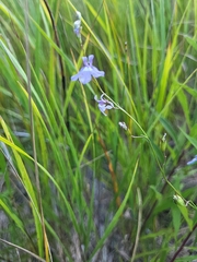 Lobelia kalmii