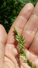 Diarrhena obovata