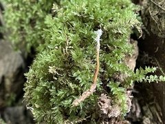 Ophiocordycipitaceae