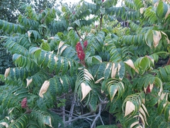 Rhus typhina