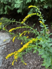Solidago ulmifolia