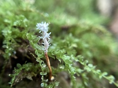 Ophiocordycipitaceae