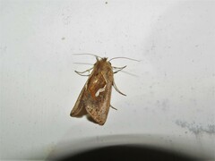 Macdunnoughia confusa