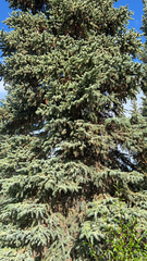 Picea pungens