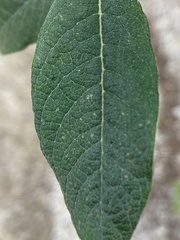 Salix sitchensis