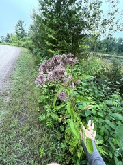 Eutrochium