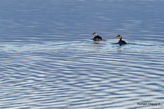 Podiceps cristatus