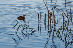Tachybaptus ruficollis