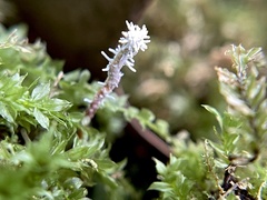 Ophiocordycipitaceae