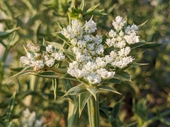 Echinophora spinosa