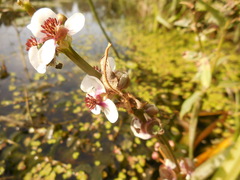 Sagittaria sagittifolia