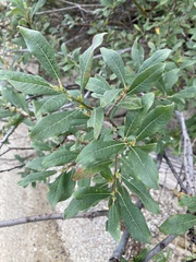Salix sitchensis