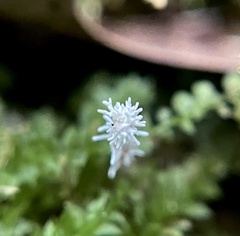 Ophiocordycipitaceae