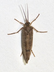 Ptilostomis ocellifera