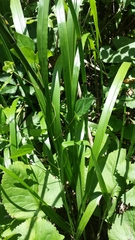 Diarrhena obovata