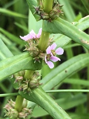 Ammannia robusta