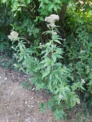Eupatorium cannabinum