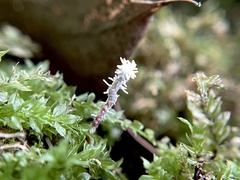 Ophiocordycipitaceae