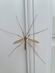 Tipula oleracea