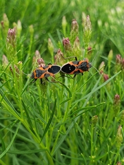 Lygaeus kalmii