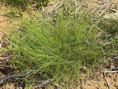 Eleocharis acicularis