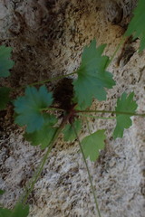 Boykinia occidentalis