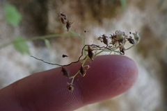 Boykinia occidentalis