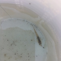Gobiomorphus cotidianus