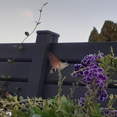 Macroglossum stellatarum