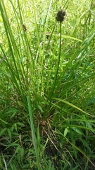 Carex tribuloides