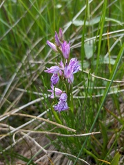 Dactylorhiza iberica