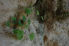 Boykinia occidentalis