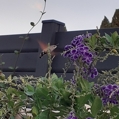 Macroglossum stellatarum