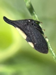 Enchenopa binotata