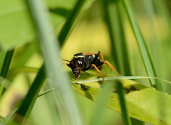 Parabatozonus lacerticida
