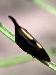 Enchenopa binotata